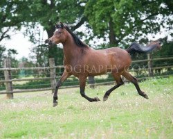 horse SK Malisha (Arabian thoroughbred, 2008, from Meanagii EAO)