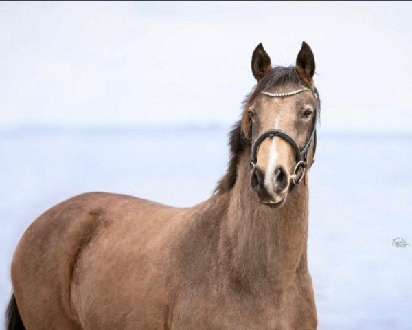 Dressurpferd Fantaghiro GCN (Deutsches Reitpony, 2017, von Dreiklang AT)