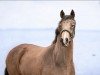 dressage horse Fantaghiro GCN (German Riding Pony, 2017, from Dreiklang AT)