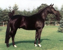 broodmare Veruschca (Trakehner, 1982, from Carino)