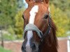 dressage horse Suniba Soleil D (Westphalian, 2015, from Scuderia)