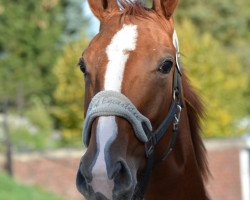 dressage horse Suniba Soleil D (Westphalian, 2015, from Scuderia)