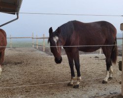 dressage horse Femme De Bonheur (Austrian Warmblood, 2019, from Total Hope OLD)