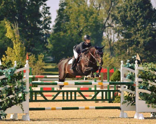 jumper Wiolinde (Dutch Pony, 2003, from Goodtimes)
