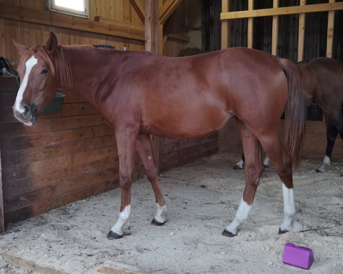 horse What Else IL (Austrian Warmblood, 2019, from Fire Fly Pzw)
