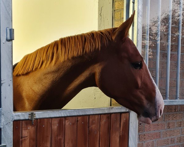 Springpferd Coloured Cadou LB (Westfale, 2021, von Capistrano 2)