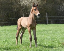 dressage horse Earthquake AS (Westphalian, 2021, from Ehrenpreis)