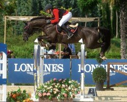 jumper Katy Perry Oc (Swedish Warmblood, 2015, from Comfortuna VDL)