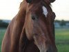 dressage horse Dorina (Westphalian, 2013, from Desario)