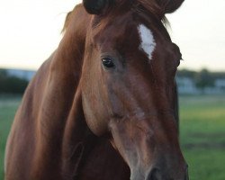 dressage horse Dorina (Westphalian, 2013, from Desario)