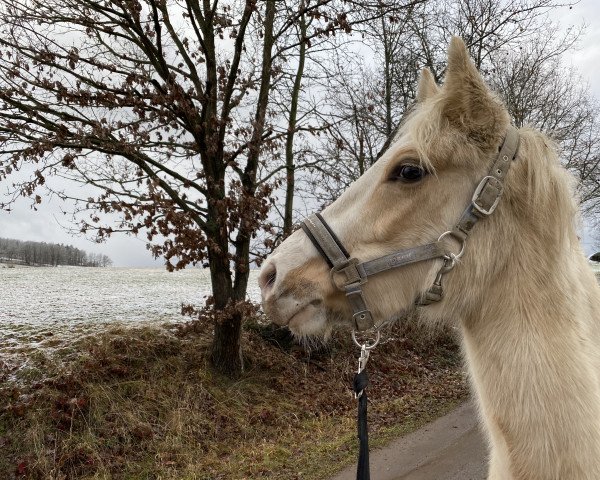 Dressurpferd Wallrabensteins Dagobert (Deutsches Reitpony, 2019, von Diamond Touch NRW)