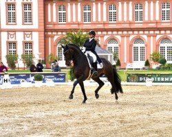 Dressurpferd Dream-Date (Westfale, 2018, von Blue Hors Dreamline)