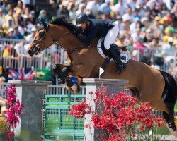 jumper Amarillo (KWPN (Royal Dutch Sporthorse), 2005, from Indoctro)