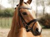 jumper Candy Cream (German Riding Pony, 2016, from Can Dance 3)