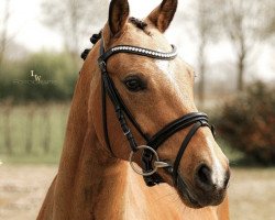 Springpferd Candy Cream (Deutsches Reitpony, 2016, von Can Dance 3)