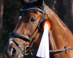 dressage horse Bon Frederik (German Sport Horse, 2014, from Black Ruby)
