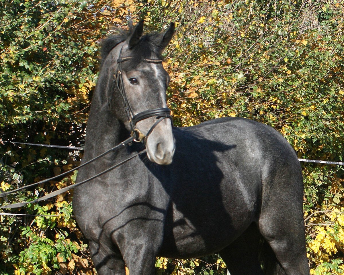 Springpferd Bakersfield PJ (Hannoveraner, 2017, von Chaman)