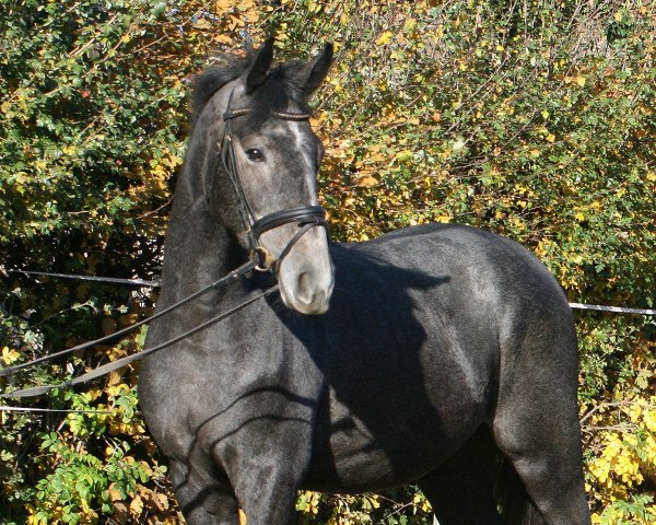 jumper Bakersfield PJ (Hanoverian, 2017, from Chaman)