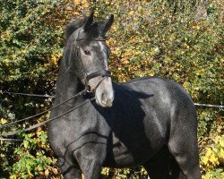 jumper Bakersfield PJ (Hanoverian, 2017, from Chaman)