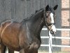 broodmare Caitlyn PJ (Hanoverian, 2017, from Carridam)