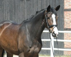 broodmare Caitlyn PJ (Hanoverian, 2017, from Carridam)