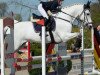 jumper Killacloran Cove (Connemara Pony, 2003, from Rathcoona Cove)