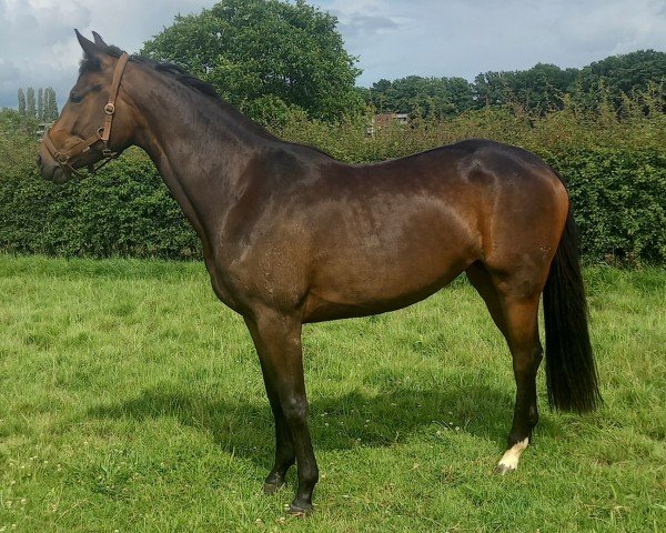 dressage horse Hazel von Harzbeck (Trakehner, 2022, from Gaspard 10)