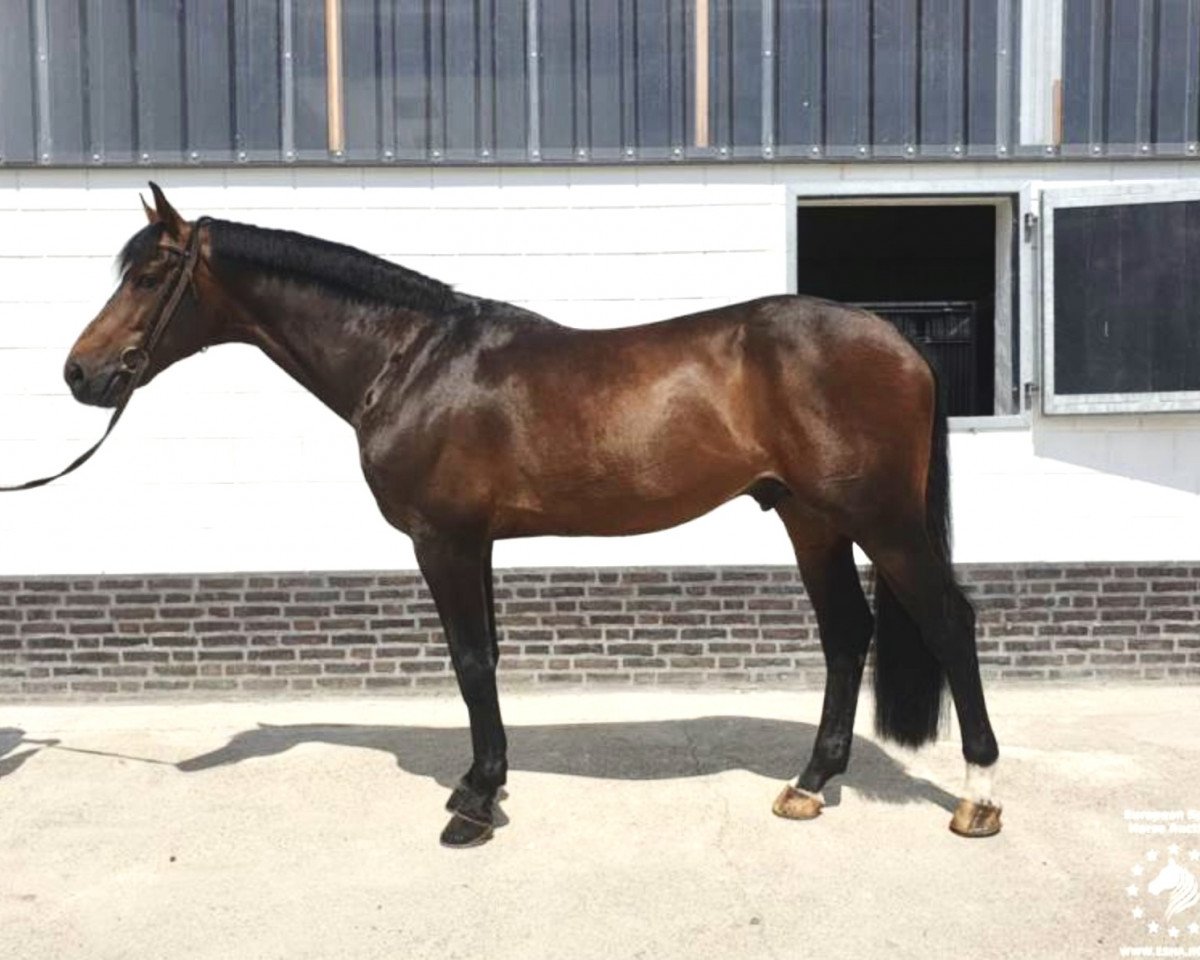 jumper Hascal (KWPN (Royal Dutch Sporthorse), 2012, from Wizzerd WV)