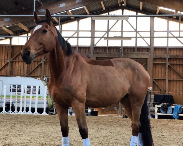 Pferd Pauline (Deutsches Sportpferd, 2010, von Pilot's Letzter)