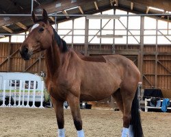 horse Pauline (German Sport Horse, 2010, from Pilot's Letzter)