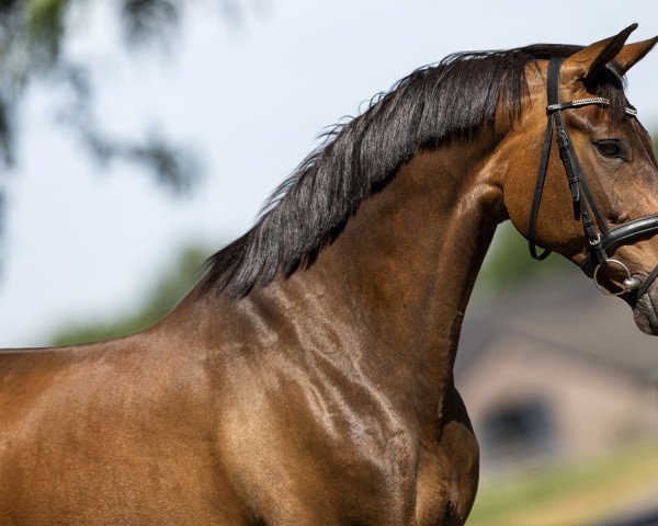 broodmare UB Delighted (Oldenburg, 2009, from Desperados FRH)