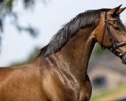 dressage horse UB Delighted (Oldenburger, 2009, from Desperados FRH)