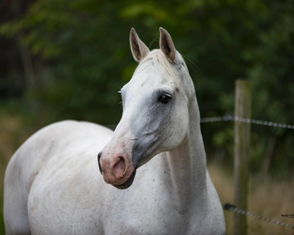 broodmare Sammy (German Riding Pony,  )