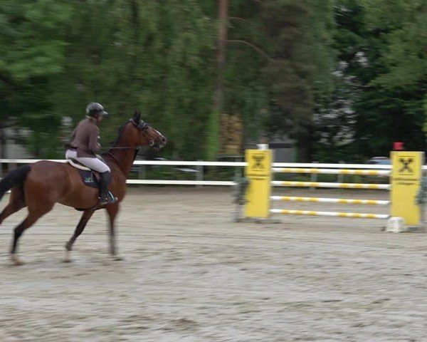 Reitturnier Bregenz 2025