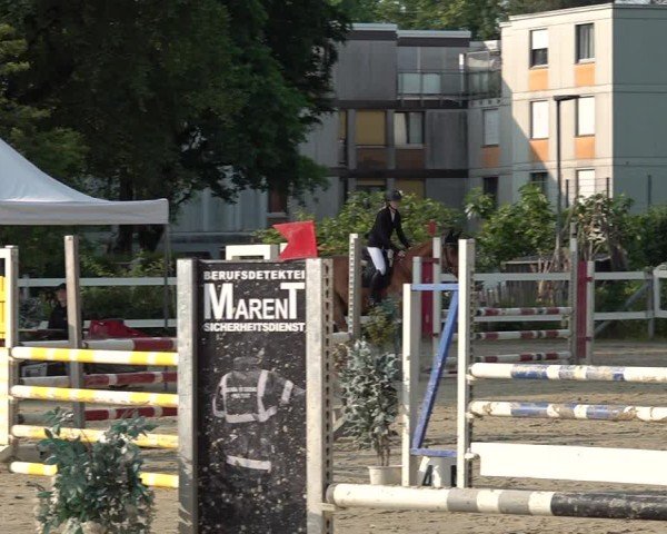 Reitturnier Bregenz 2025