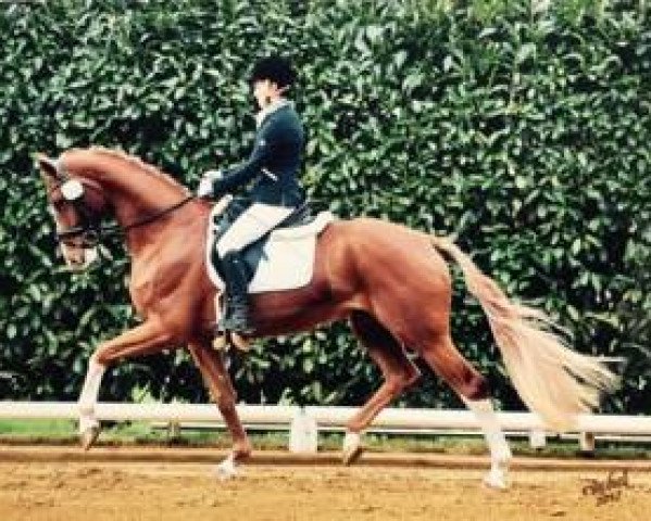 dressage horse Blomquist M (Hanoverian, 2013, from Callaho's Benicio)
