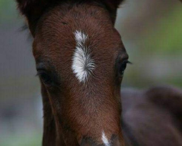 Dressurpferd Galileo (Deutsches Reitpony, 2018, von Golden Grey NRW)