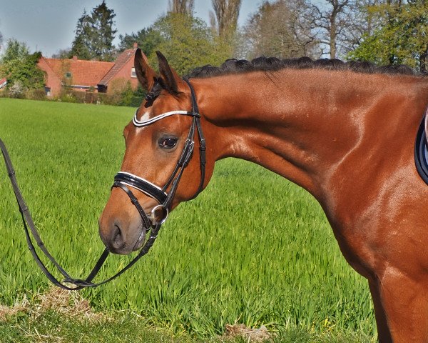 dressage horse Django MK (German Riding Pony, 2017, from Dreidimensional AT NRW)