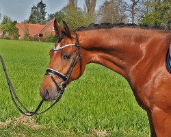 Dressurpferd Django MK (Deutsches Reitpony, 2017, von Dreidimensional AT NRW)