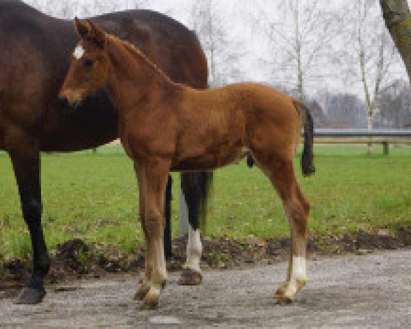 dressage horse Future Star (Westphalian, 2021, from Fusionist)