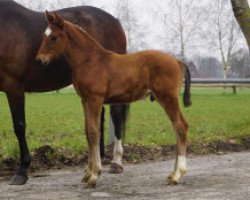 dressage horse Future Star (Westphalian, 2021, from Fusionist)