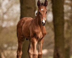 Springpferd Comme espére Z (Zangersheide Reitpferd, 2021, von Comilfo Plus Z)