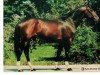 stallion Sir Laryks (Little-Poland (malopolska), 1991, from Laryks)