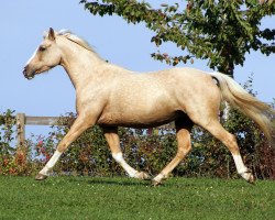 broodmare Selina Mn (German Riding Pony, 2013, from Compositoro K)