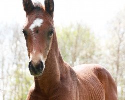 Springpferd Looping Lui (Westfale, 2021, von Lord Grannus)