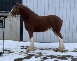 horse Brelee Olivia (Clydesdale, 2018, from Ozark's Royal Distorted Motion)