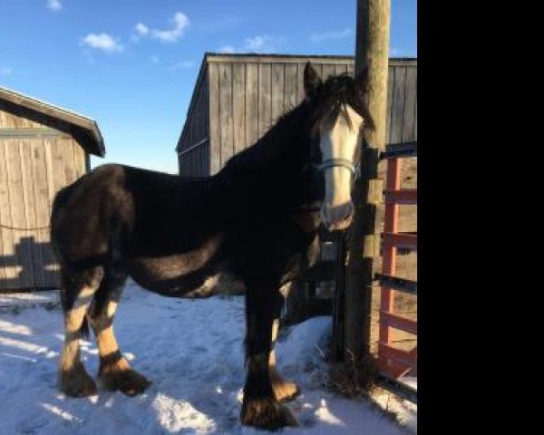 Pferd Boulder Bluff Yolanda (Clydesdale, 2012, von Renaissance Prince Avery)