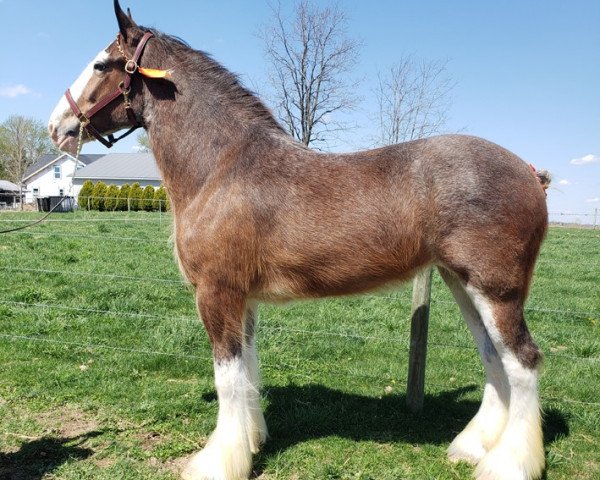 horse Blackgate Lady Lynette (Clydesdale, 2018, from Willow Way Houston)