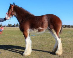 broodmare Besley's Gracious Georgena (Clydesdale, 2018, from Freedom Highland Sir Charles)