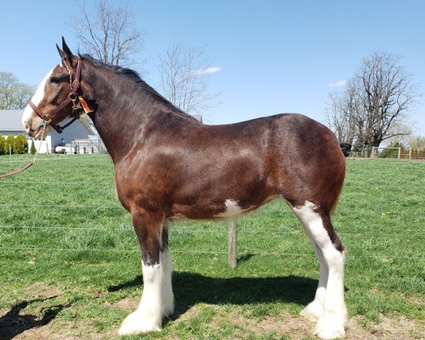 Pferd Berkshire Madison Avenue (Clydesdale, 2018, von Copper Hill's Master Bentley)